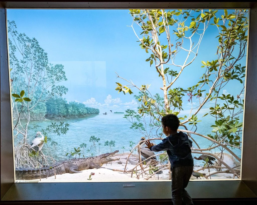 Boy watching crocodile behind glass in Milwaukee Public Museum