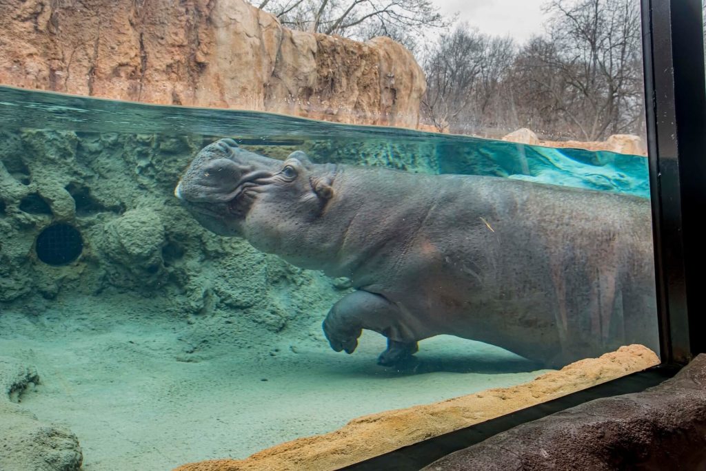 hippopotamus under water